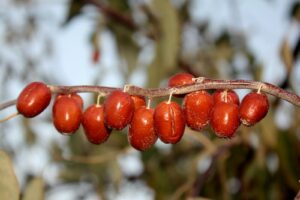 a close up of a branch with berries on it