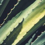 closeup photo of leaf plant